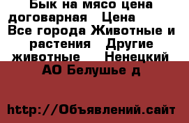 Бык на мясо цена договарная › Цена ­ 300 - Все города Животные и растения » Другие животные   . Ненецкий АО,Белушье д.
